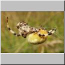 Araneus quadratus - Vierfleck-Kreuzspinne w07.jpg